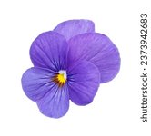 Pansies are short-lived perennials that are grown as annuals.