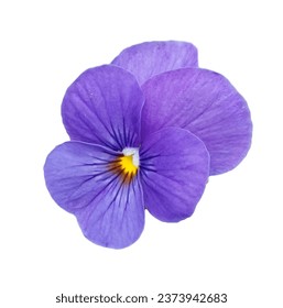 Pansies are short-lived perennials that are grown as annuals.