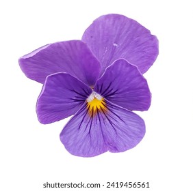 Pansies are short-lived perennials that are grown as annuals. Purple pansy on white background. - Powered by Shutterstock