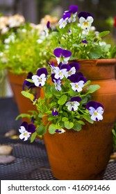 Pansies And Violas In A Clay Pot