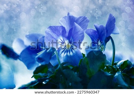 Pansy. Blue pansies. Flowers. Pastel tones. Fresh flowers. Flowers background.