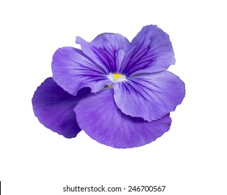 Pansy Flower Closeup, Isolated On White