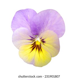 A Pansy Flower Isolated