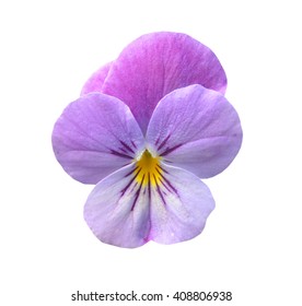 A Pansy Flower Isolated