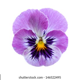 Pansy Flower Isolated On White Background 