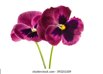 Pansy Flower Isolated On White Background