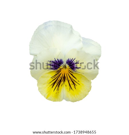 Similar – Image, Stock Photo pansies Pansy