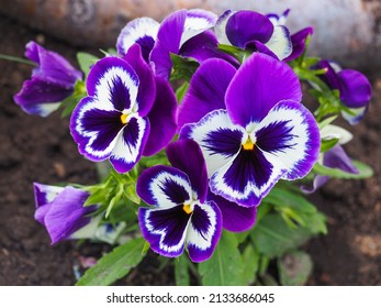 Pansy flowers, close up. Viola tricolor, with white and violet purple petals. Colorful garden pansy blossoms. Hybrid plant of Violaceae family. Symbol of remembrance, planted on graves, in cemeteries.