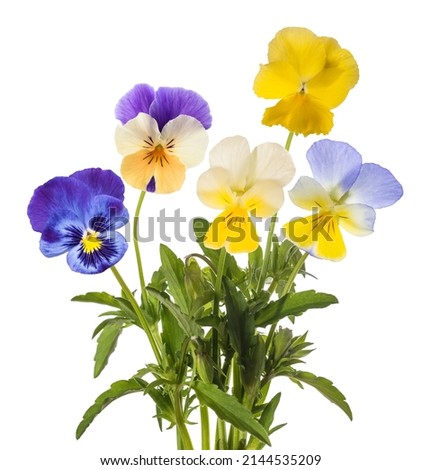 Pansy flowers mix isolated on white background