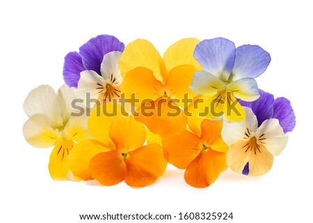 Pansy flowers pile isolated on white background