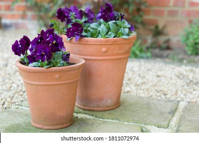 Pansy Flowers, Purple Pansies, Winter To Spring Flowering Pansy Ruffles Plants In Garden Pots On A Patio, UK