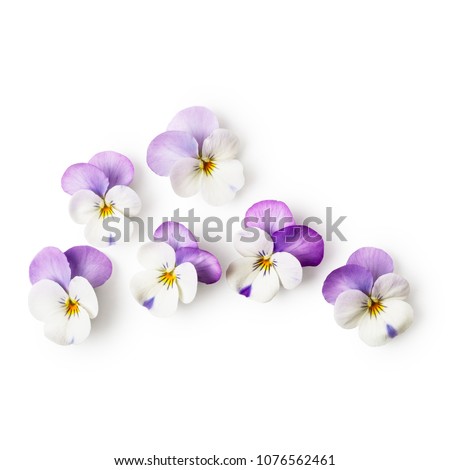 Pansy flowers or spring garden viola tricolor on white background clipping path included. Flower arrangement and floral design. Top view, flat lay