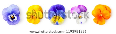 Pansy flowers or spring garden viola tricolor collection isolated on white background. Flower arrangement and floral design. Top view, flat lay banner 
