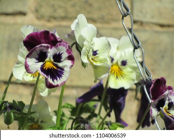 Pansy Fowers In Hanging Basket Winter Into Spring Flowering