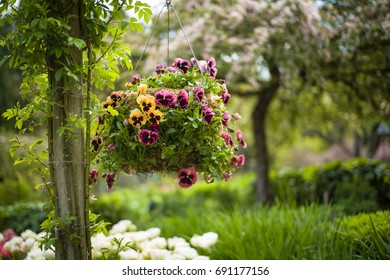 Pansy Hanging Basket