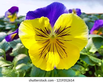 Pansy Matrix Morpheus Flowering In A Production Nursery.