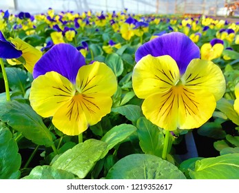 Pansy Matrix Morpheus Flowering In A Production Nursery.