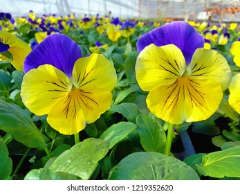 Pansy Matrix Morpheus Flowering In A Production Nursery.