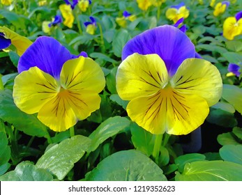 Pansy Matrix Morpheus Flowering In A Production Nursery.