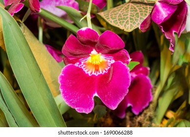 Pansy Orchid (Miltonia Cv) In Greenhouse