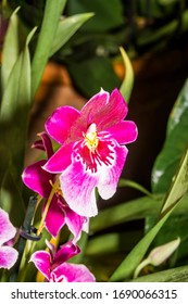 Pansy Orchid (Miltonia Cv) In Greenhouse