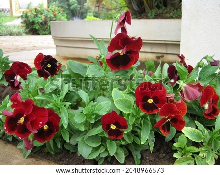 Pansy Red Blotch Flowering Plant 