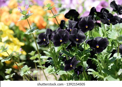 Pansy - Viola x wittrockiana. dark purple  color.
 - Shutterstock ID 1392154505