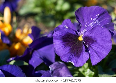 Pansy violet - purple flowers blooming in the garden.