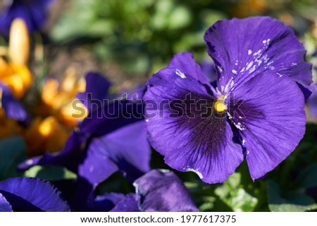 Pansy violet - purple flowers blooming in the garden.