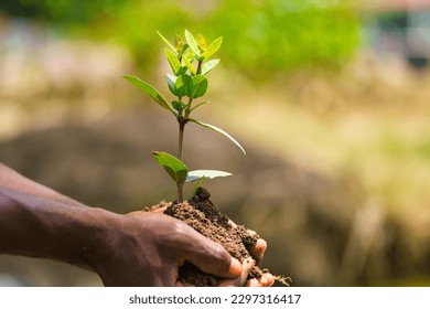 Pant trees, safe the planet: a black hand holding a little plant in the soil