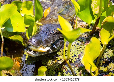 Pantanal Alligator Eating A Fish