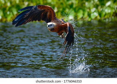 Pantanal Hawk Fishing And Flying