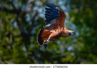 Pantanal Hawk Fishing And Flying