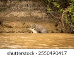 Pantanal jaguar drags its prey along river and up bank to secure place.