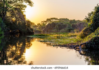 Pantanal Landscape