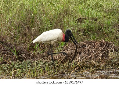 746 Jabiru pantanal Images, Stock Photos & Vectors | Shutterstock