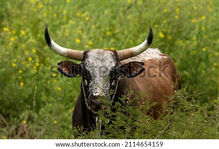 Pantaneiro bull in the middle of the flowers field