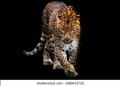 Panther with a black background