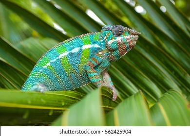 Panther Chameleon