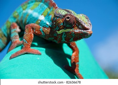 Panther Chameleon