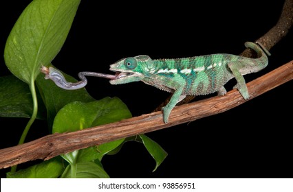 A panther chameleon baby is catching a cricket by extending his tongue.