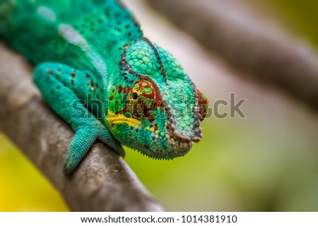 Panther chameleon, endemic reptile of Reunion, Mauritius and Madagascar islands.