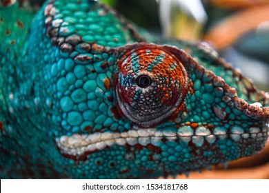 A Panther Chameleon Eye Closeup 