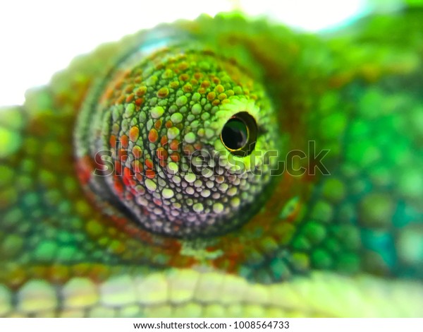 Panther Chameleon Eye Closeup Royalty Free Stock Image