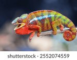 The panther chameleon flashes beautiful warning colors to its rivals, Beautiful color skin of panther chameleon, Male panther chameleon on branch, Panther chameleon closeup