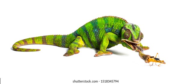 Panther chameleon, Furcifer pardalis, eating Migratory locust  in front of white background
