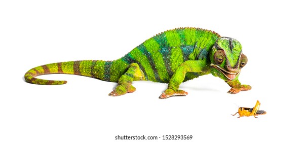 Chameleon Eating Images, Stock Photos & Vectors | Shutterstock