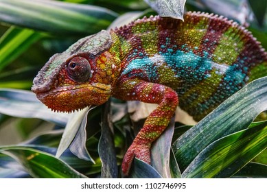 Panther Chameleon (Furcifer pardalis), fauna of Madagascar 