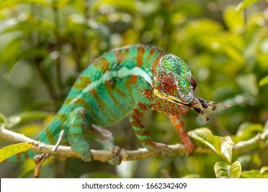 Panther Chameleon In Madagascar Jungle.