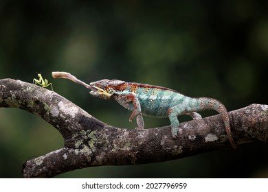 Un Panteón Chameleon como depredador natural listo para golpear a un insecto como su presa.
